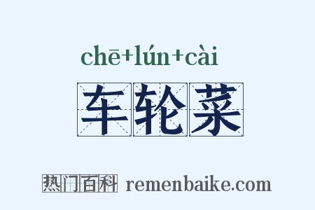 车轮菜是什么意思的图片